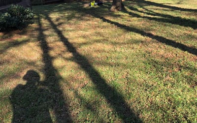 Photo of June K.'s yard after getting tree care in Monroe, NC