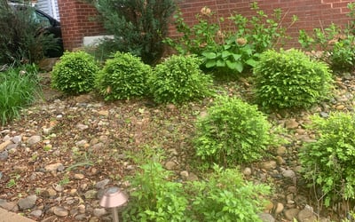 Photo of Scott M.'s yard after getting landscaping in Harrisburg, OH