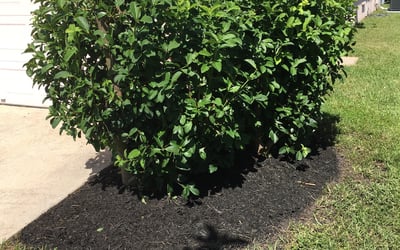 Photo of Josh S.'s yard after getting landscaping in Sydney, FL