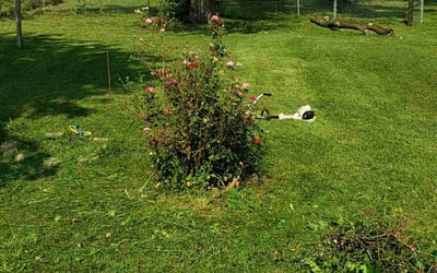 Photo of Victoria A.'s yard after getting tree care in Indianapolis, IN