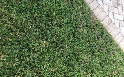 Photo of Flo S.'s yard after getting landscaping in Belle Glade, FL