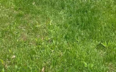 Photo of Melanie H.'s yard after getting landscaping in Stevensville, MD