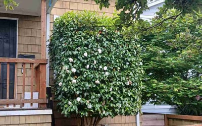 Photo of Tai M.'s yard after getting landscaping in Seattle, WA