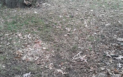 Photo of Benjamin W.'s yard after getting landscaping in Buffalo, MN