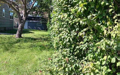 Photo of Patrick M.'s yard after getting landscaping in Watertown, MN