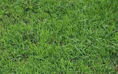 Photo of Anthony B.'s yard after getting landscaping in Lincoln, NE