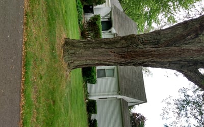 Photo of Amy M.'s yard after getting landscaping in Grosse Ile, MI