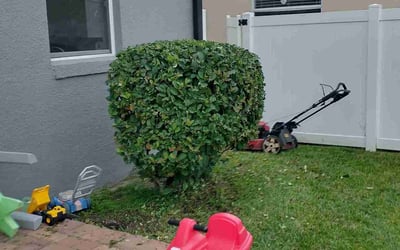 Photo of Jack F.'s yard after getting landscaping in Yalaha, FL
