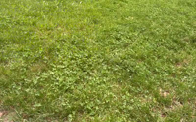 Photo of Lydia S.'s yard after getting landscaping in Grand Rapids, MI