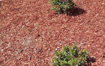 Photo of Nicole K.'s yard after getting landscaping in Ordinary, VA