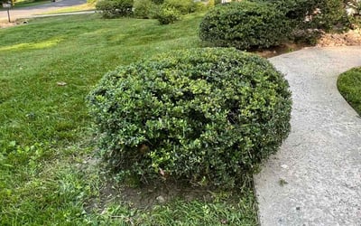 Photo of Joseph N.'s yard after getting landscaping in Woodbridge, VA