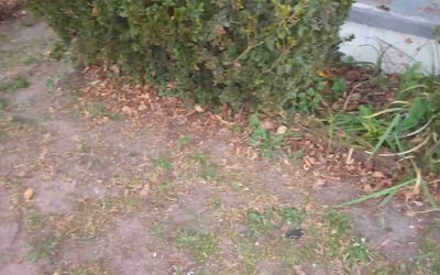 Photo of Shana G.'s yard after getting landscaping in North Augusta, SC