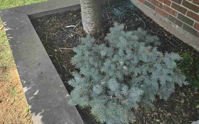 Photo of Brian B.'s yard after getting landscaping in Bellmore, NY