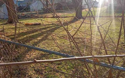 Photo of Angela J.'s yard after getting landscaping in Riverside, MO