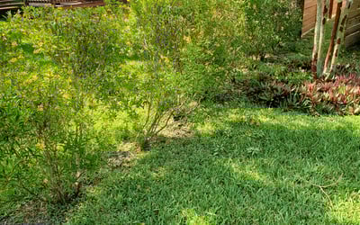 Photo of Derick K.'s yard after getting tree care in Apollo Beach, FL