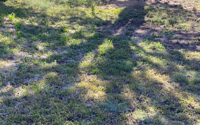 Photo of Laura G.'s yard after getting landscaping in Woodland Park, CO