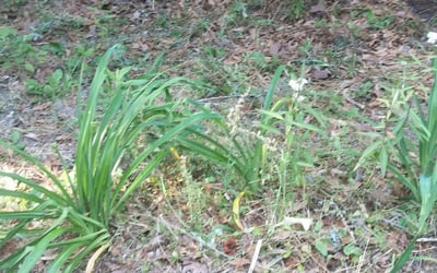 Photo of Linda M.'s yard after getting landscaping in Monticello, FL