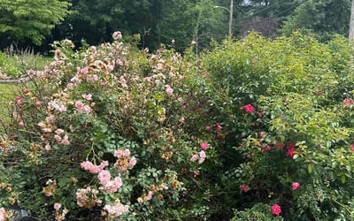 Photo of Janice H.'s yard after getting landscaping in Nantucket, MA