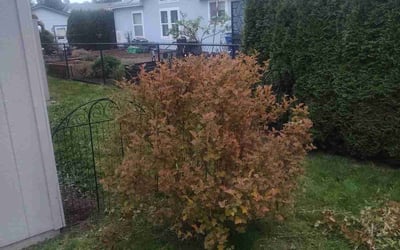 Photo of Susie G.'s yard after getting landscaping in Buckley, WA