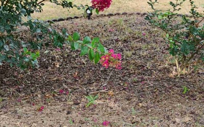 Photo of John M.'s yard after getting tree care in Newnan, GA