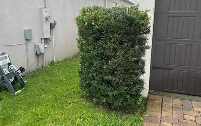 Photo of Kathryn M.'s yard after getting landscaping in Windermere, FL