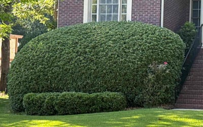 Photo of Rebecca C.'s yard after getting landscaping in Blythewood, SC