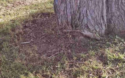 Photo of Mark C.'s yard after getting landscaping in Canton, OH