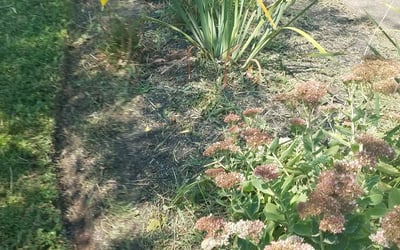 Photo of Stella B.'s yard after getting landscaping in Washington, VA
