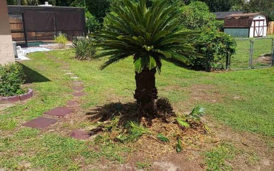 Photo of Barbara H.'s yard after getting tree care in Brooksville, FL
