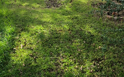 Photo of Brittany S.'s yard after getting landscaping in Greensburg, LA