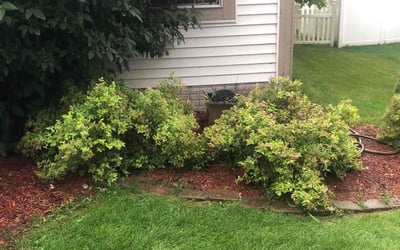 Photo of John H.'s yard after getting landscaping in Groveport, OH