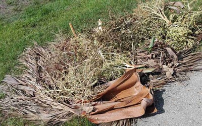 Photo of Mark F.'s yard after getting tree care in Hialeah, FL