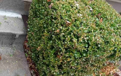 Photo of Shumeeke W.'s yard after getting tree care in Gardner, KS