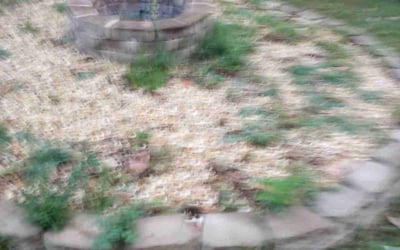 Photo of Sheri B.'s yard after getting tree care in Woodstock, GA