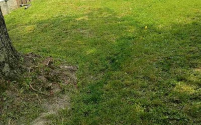 Photo of Crystal A.'s yard after getting landscaping in Plainfield, IN