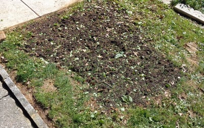 Photo of Jose M.'s yard after getting landscaping in Marcus Hook, PA
