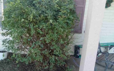 Photo of Kiacia H.'s yard after getting tree care in Cleburne, TX