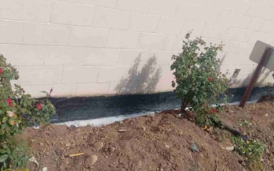 Photo of Calvin A.'s yard after getting tree care in Erlanger, KY