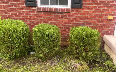 Photo of Aaron F.'s yard after getting landscaping in Groveport, OH