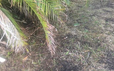 Photo of Ariel H.'s yard after getting tree care in Fort Lauderdale, FL
