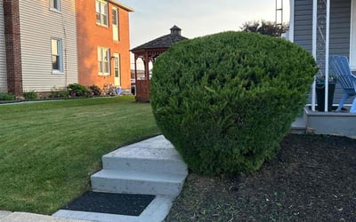 Photo of Beth S.'s yard after getting tree care in Lancaster, PA