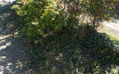 Photo of Elton G.'s yard after getting landscaping in Bell Gardens, CA