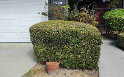 Photo of Larry C.'s yard after getting tree care in Chico, CA