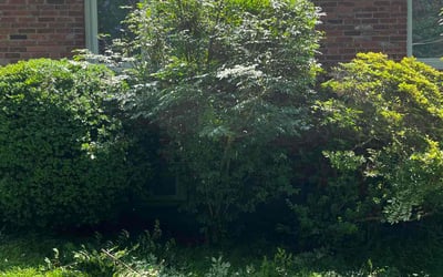 Photo of Ron B.'s yard after getting tree care in Oakton, VA