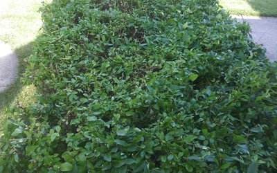 Photo of John J.'s yard after getting landscaping in Eau Claire, WI