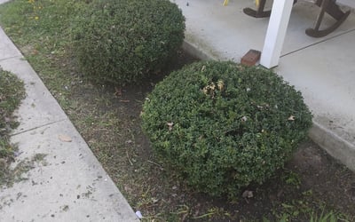 Photo of Amanda B.'s yard after getting landscaping in Pomfret, MD