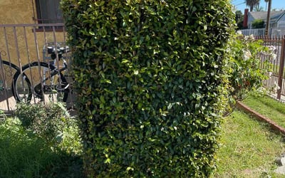 Photo of Craig S.'s yard after getting landscaping in North Hills, CA