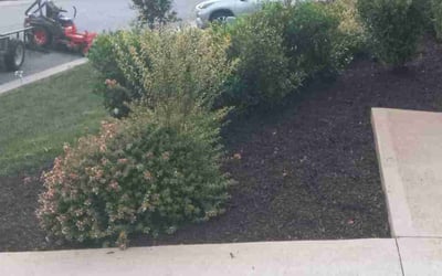 Photo of William B.'s yard after getting landscaping in Laurens, SC