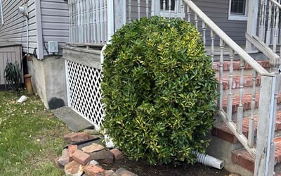 Photo of Paul J.'s yard after getting tree care in Schenectady, NY