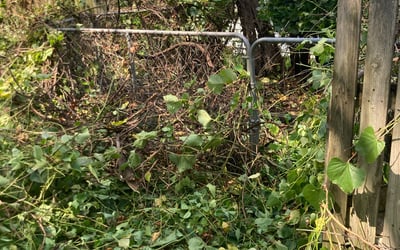 Photo of Eugene E.'s yard after getting tree care in Saint Louis, MO